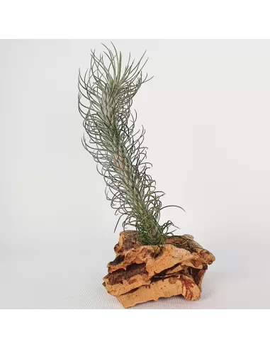 Tillandsia Funckiana Typ 2