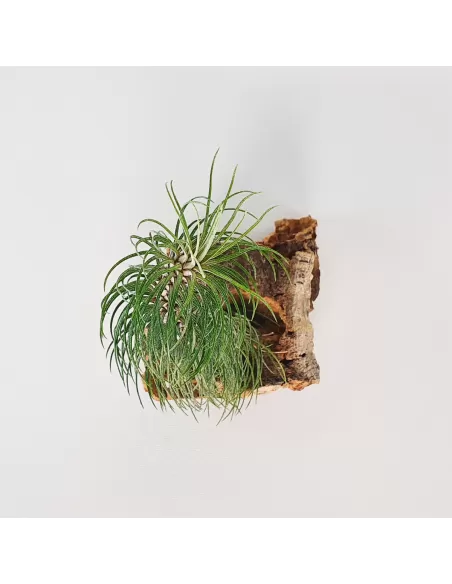 Tillandsia Funckiana Typ 2