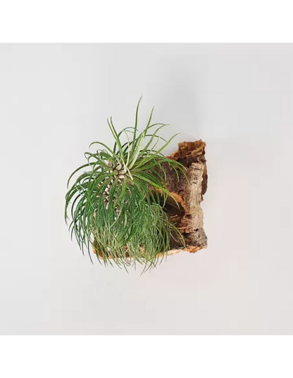 Tillandsia Funckiana Typ 2