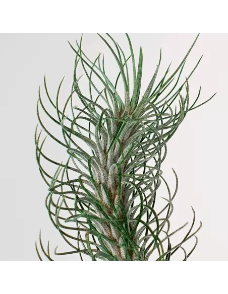Tillandsia Funckiana Typ 2