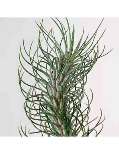 Tillandsia Funckiana Typ 2