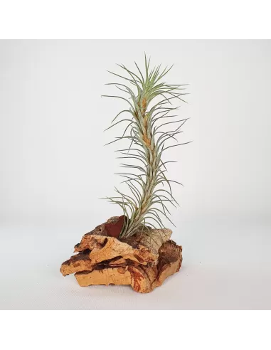 Tillandsia Funckiana Type 3