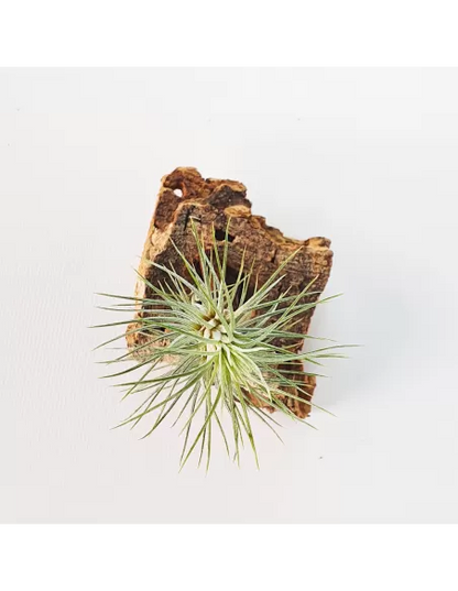 Tillandsia Funckiana Type 3