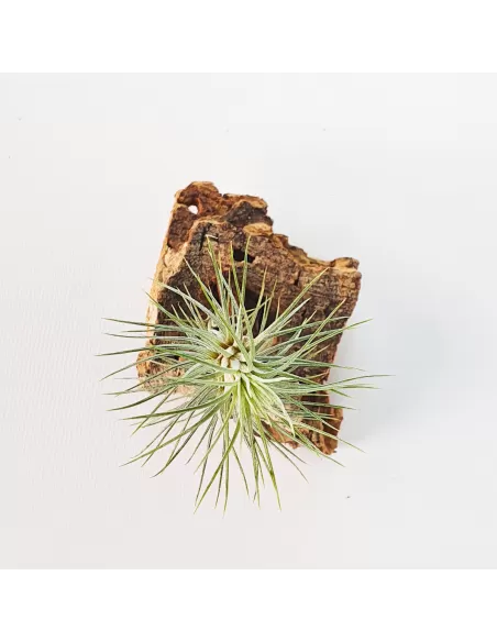 Tillandsia Funckiana Typ 3