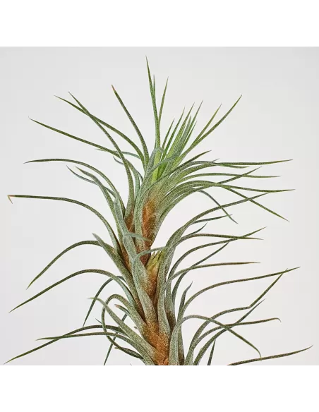 Tillandsia Funckiana Type 3