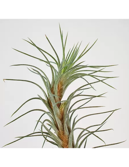Tillandsia Funckiana Type 3