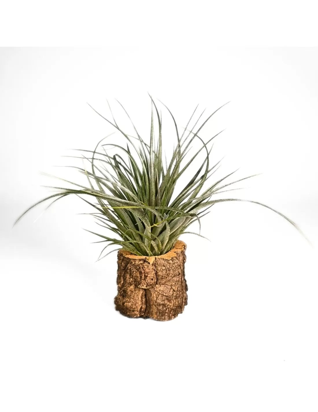 Tillandsia funckiana x brachycaulos