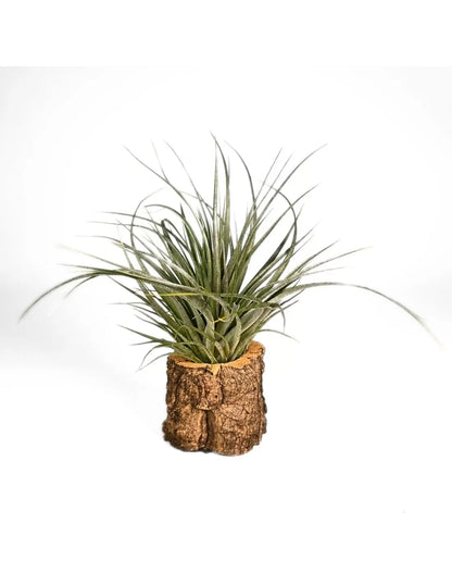 Tillandsia funckiana x brachycaulos