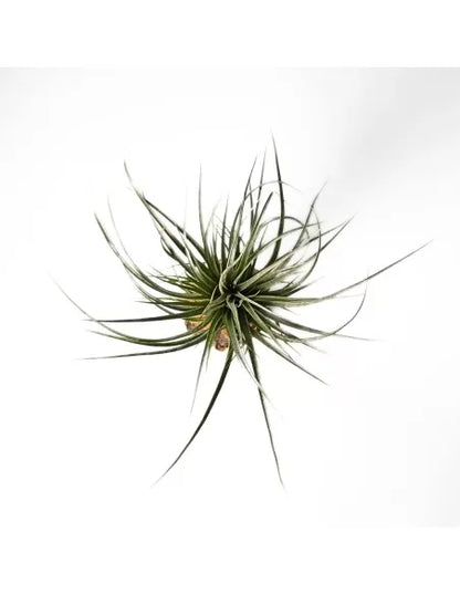 Tillandsia funckiana x brachycaulos