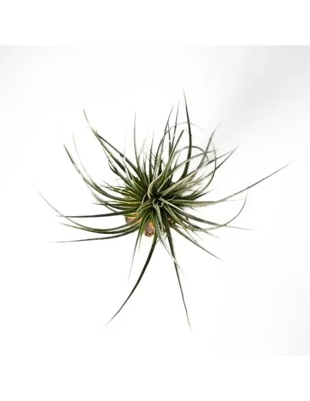Tillandsia Funckiana x Brachycaulos