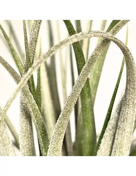 Tillandsia funckiana x brachycaulos