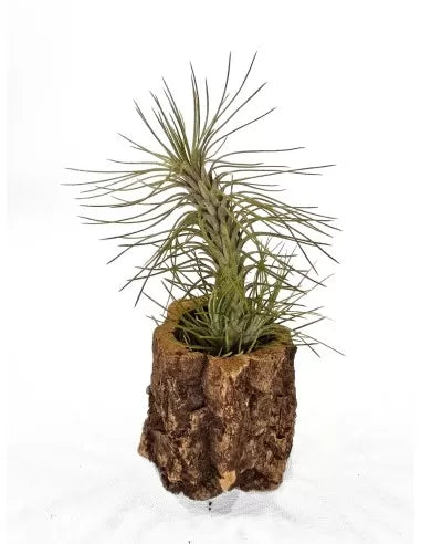 Tillandsia Funckiana x Recurvifolia