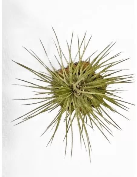 Tillandsia Funckiana x Recurvifolia