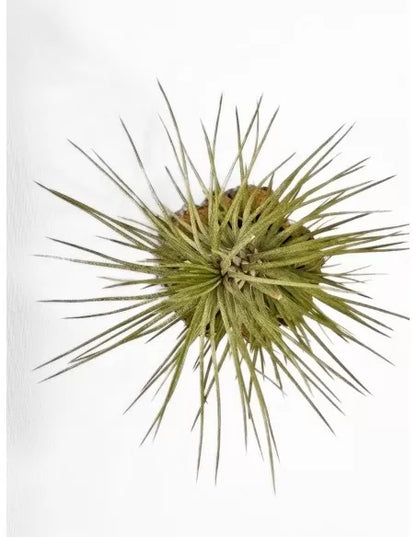 Tillandsia Funckiana x Recurvifolia