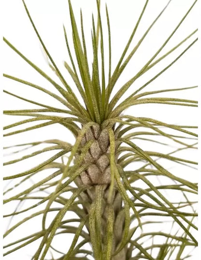 Tillandsia Funckiana x Recurvifolia