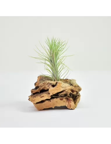 Tillandsia funkiana