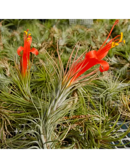 Tillandsia funkiana