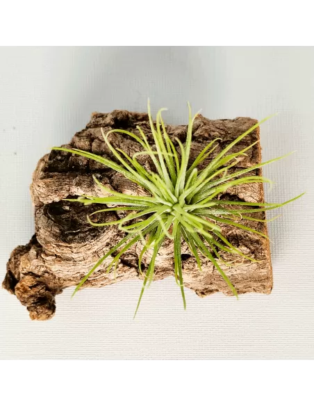 Tillandsia Funky One