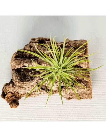 Tillandsia Funky One