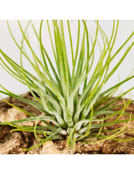 Tillandsia Funky One
