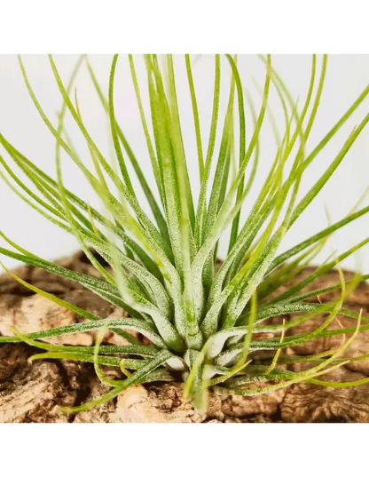 Tillandsia Funky One