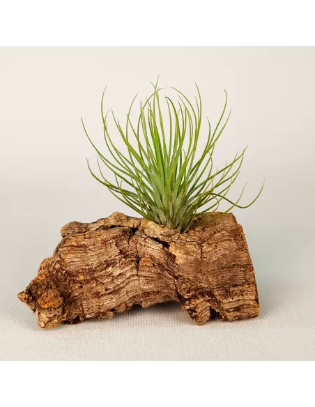 Tillandsia Funky One