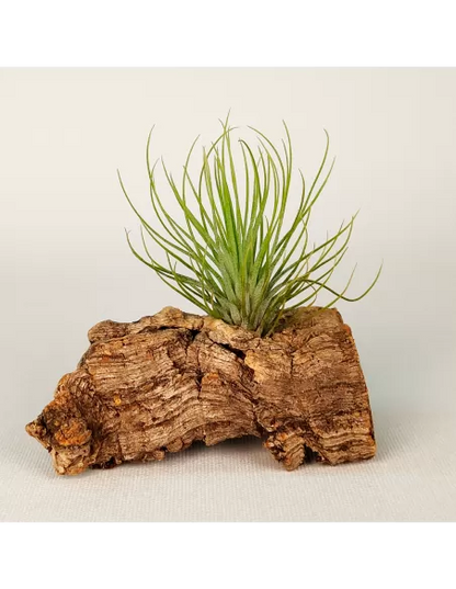 Tillandsia Funky One