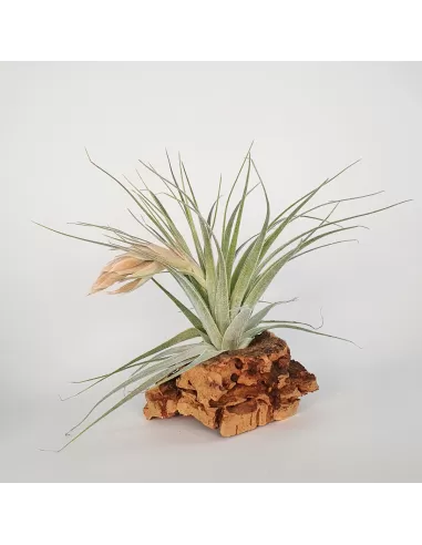 Tillandsia gardneri