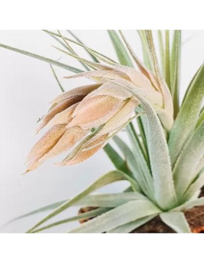 Tillandsia Gardneri
