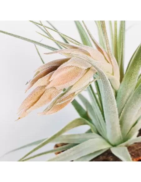Tillandsia gardneri