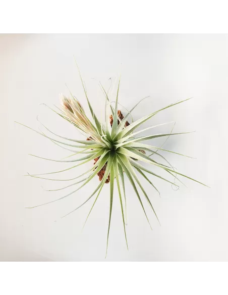 Tillandsia Gardneri