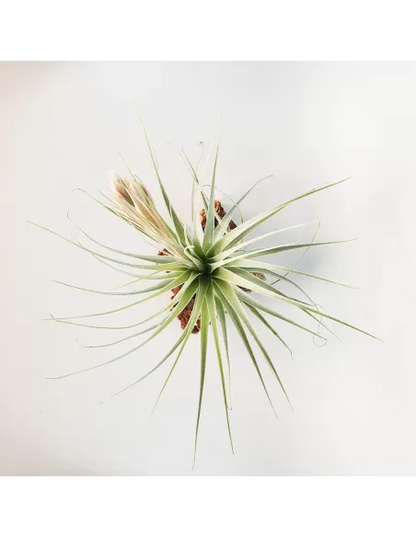 Tillandsia Gardneri