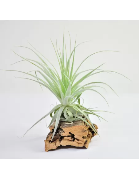 Tillandsia Gardneri