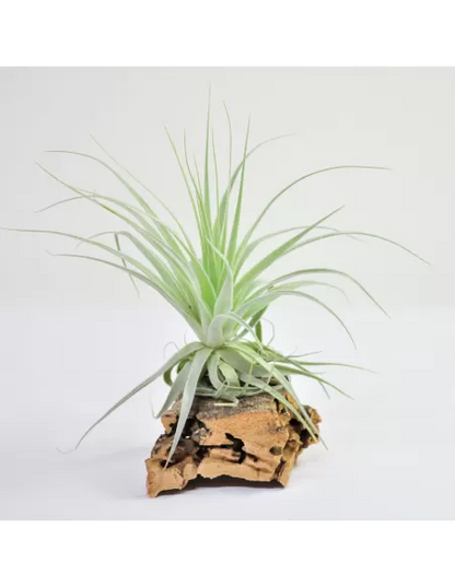 Tillandsia Gardneri