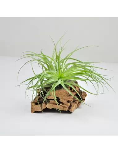 Tillandsia Geminiflora x Remember Bob Holm`s