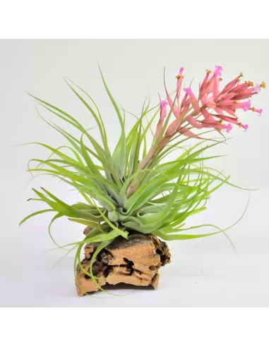 Tillandsia Geminiflora