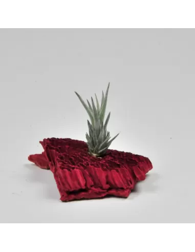 Tillandsia Gerdae