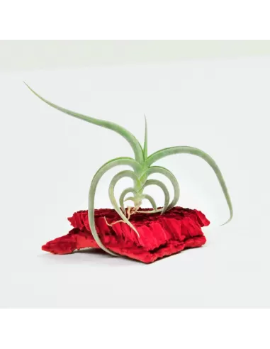 Tillandsia Gilliesii