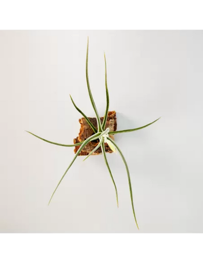 Tillandsia Glabior