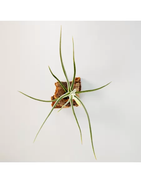 Tillandsia glabior