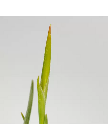 Tillandsia Glabior