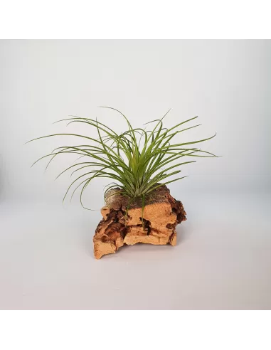 Tillandsia Globosa