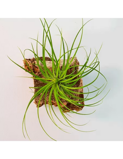 Tillandsia Globosa