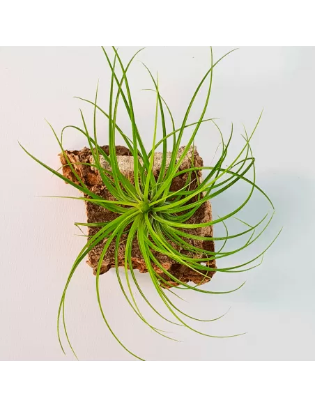 Tillandsia globosa