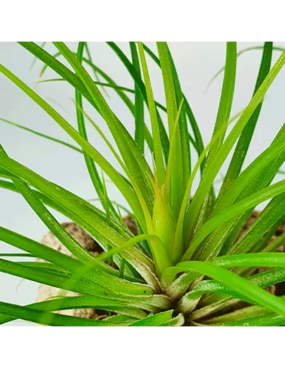 Tillandsia Globosa