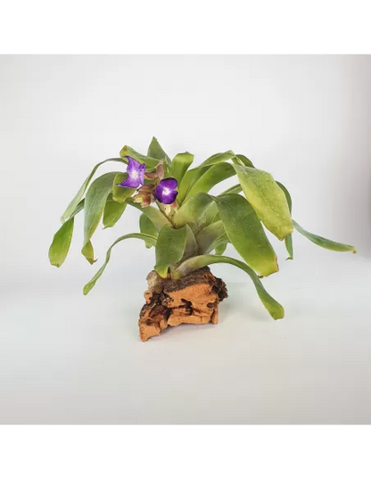 Tillandsia Hamaleana