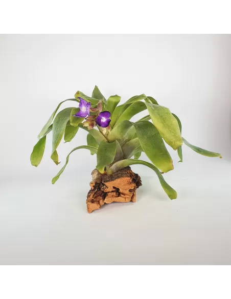 Tillandsia hamaleana