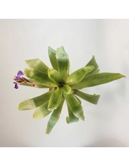 Tillandsia Hamaleana