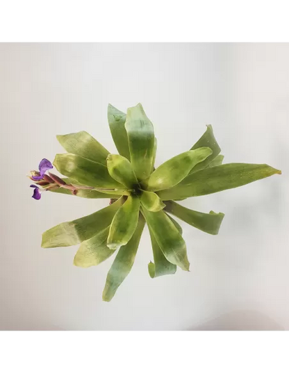 Tillandsia Hamaleana