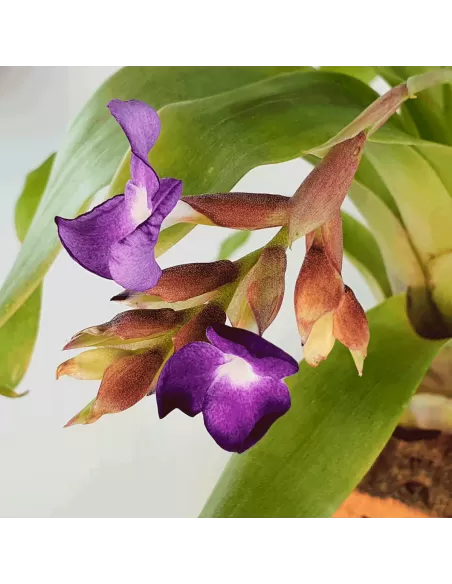 Tillandsia Hamaleana